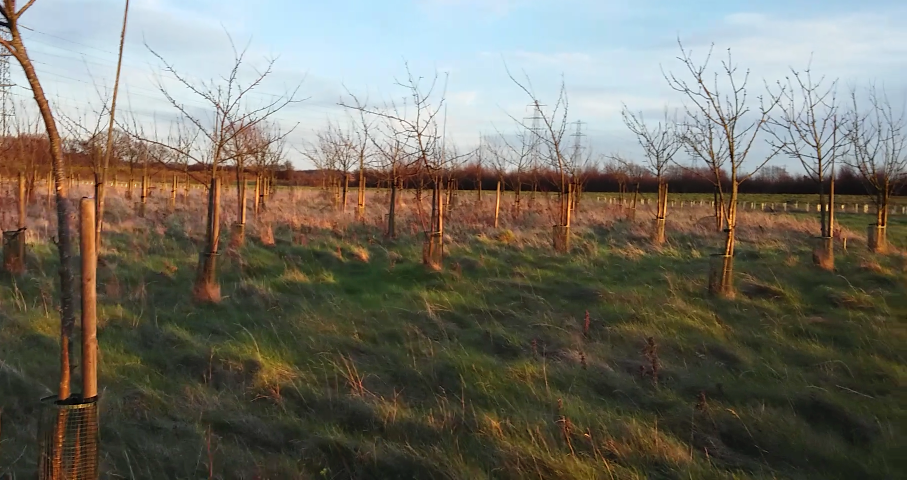 arborists